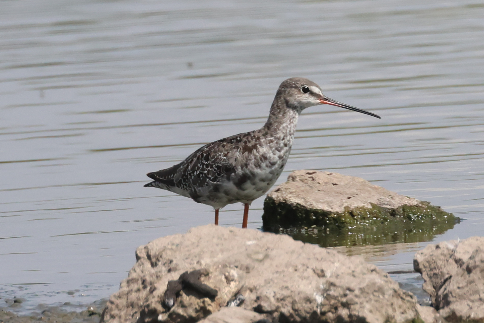 Spotted Redshank