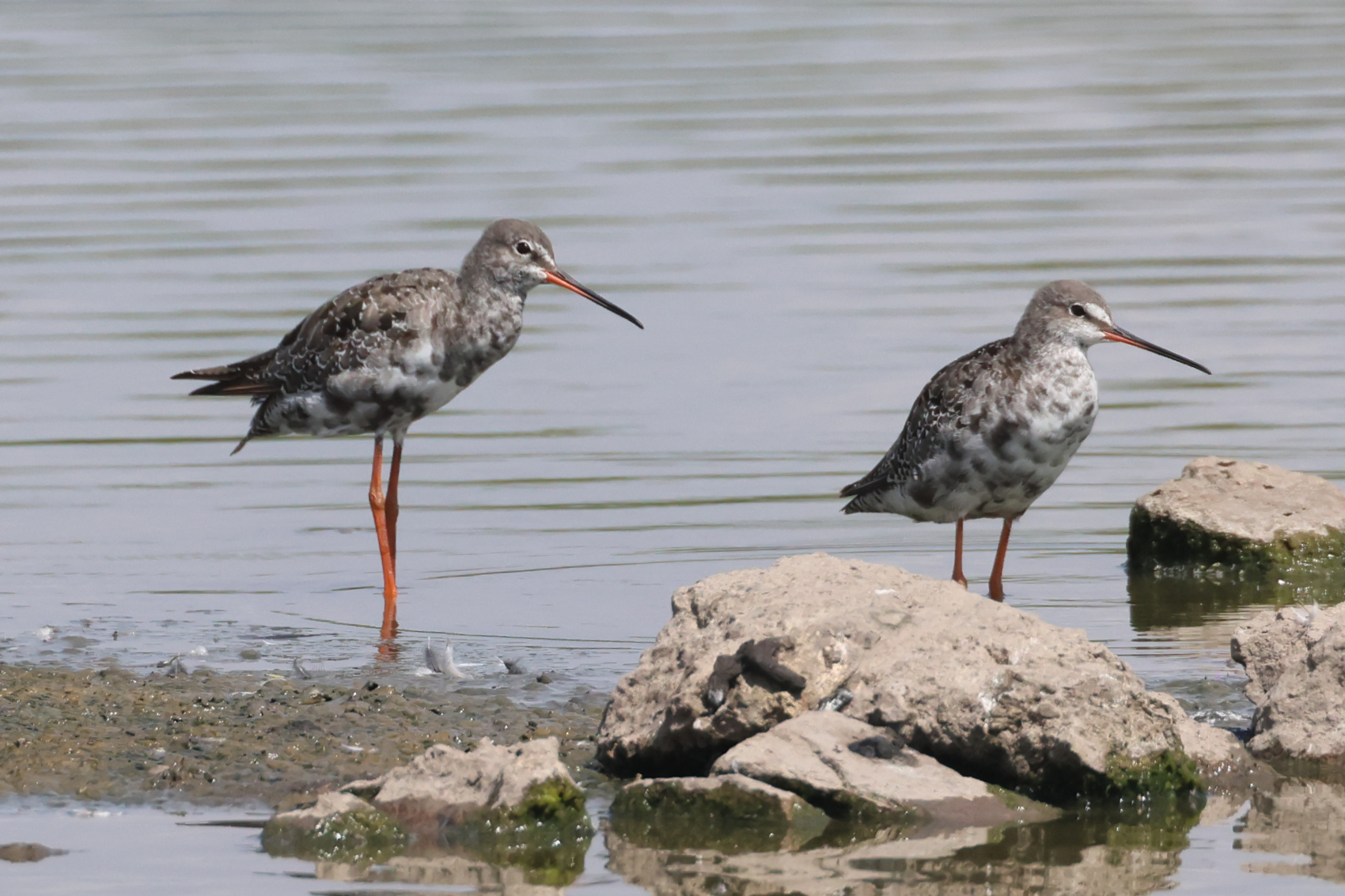 Spotted Redshank