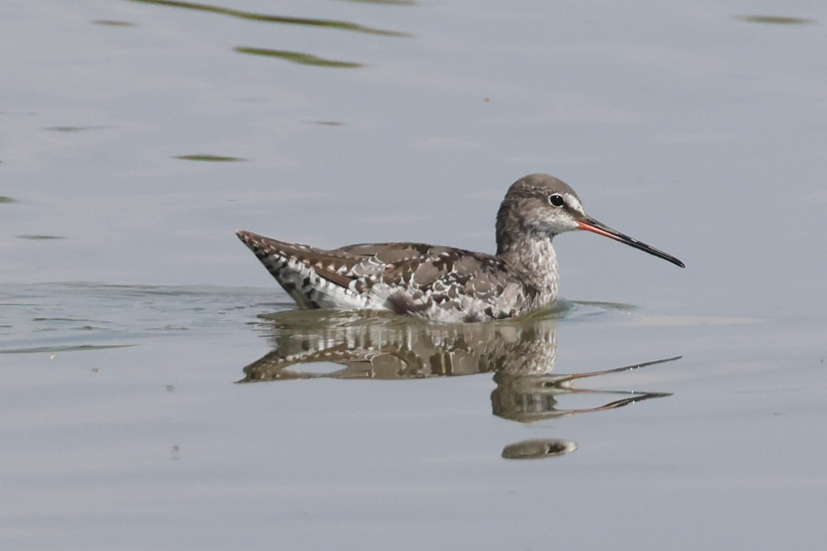 Spotted Redshank