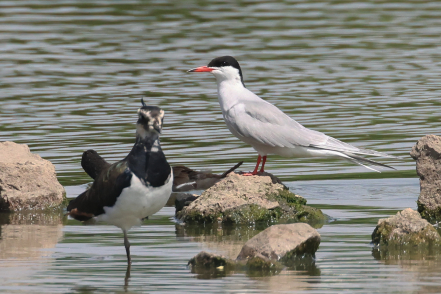 Common Tern