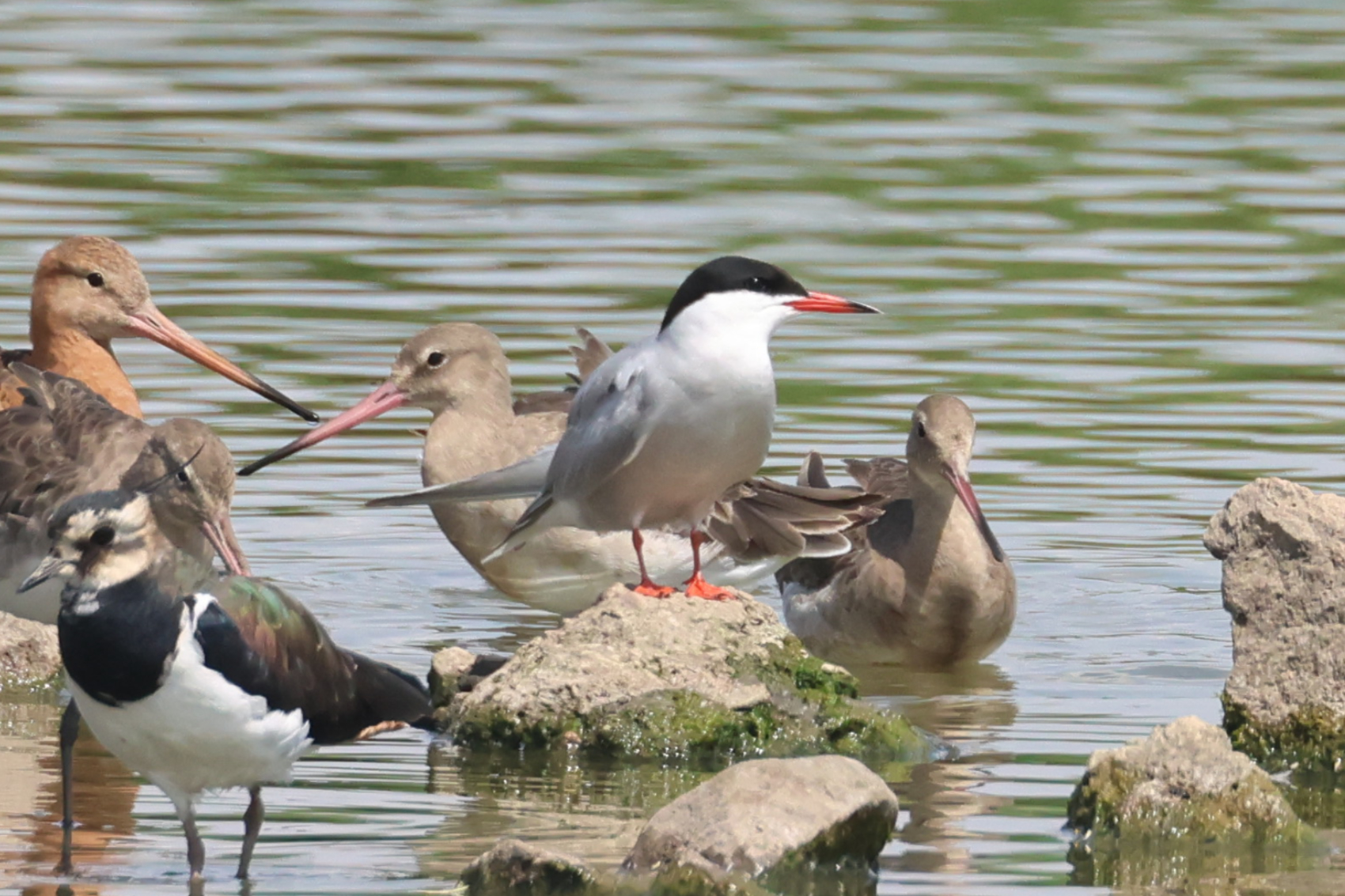 Common Tern