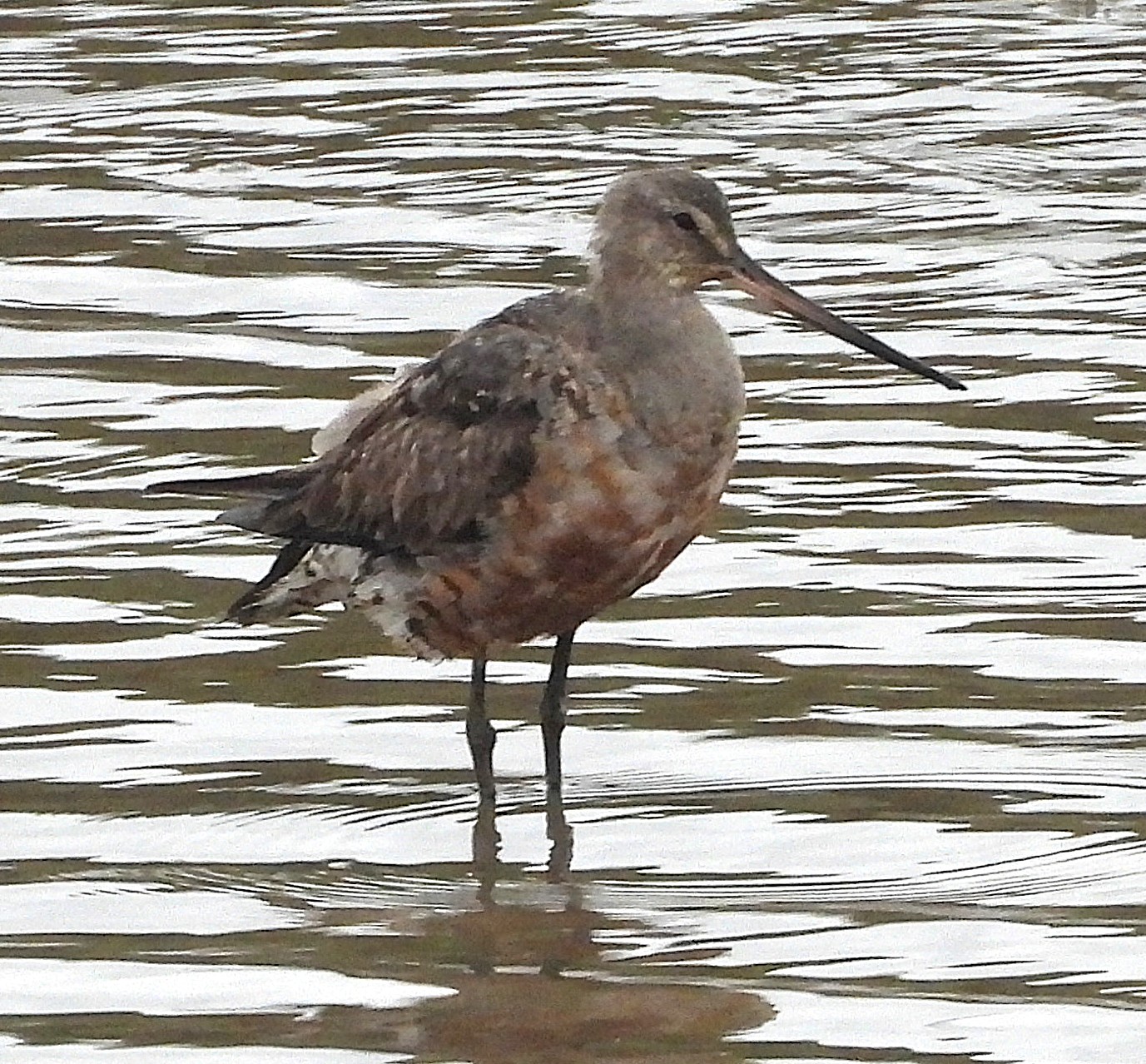 Hudsonian Godwit