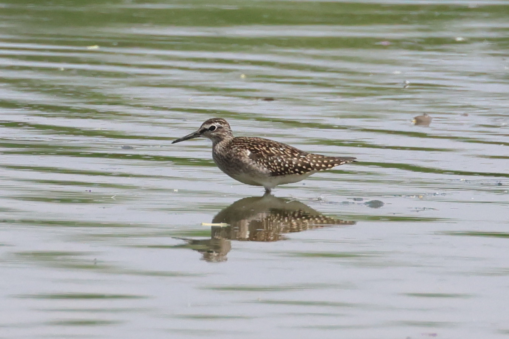 Wood Sandpiper