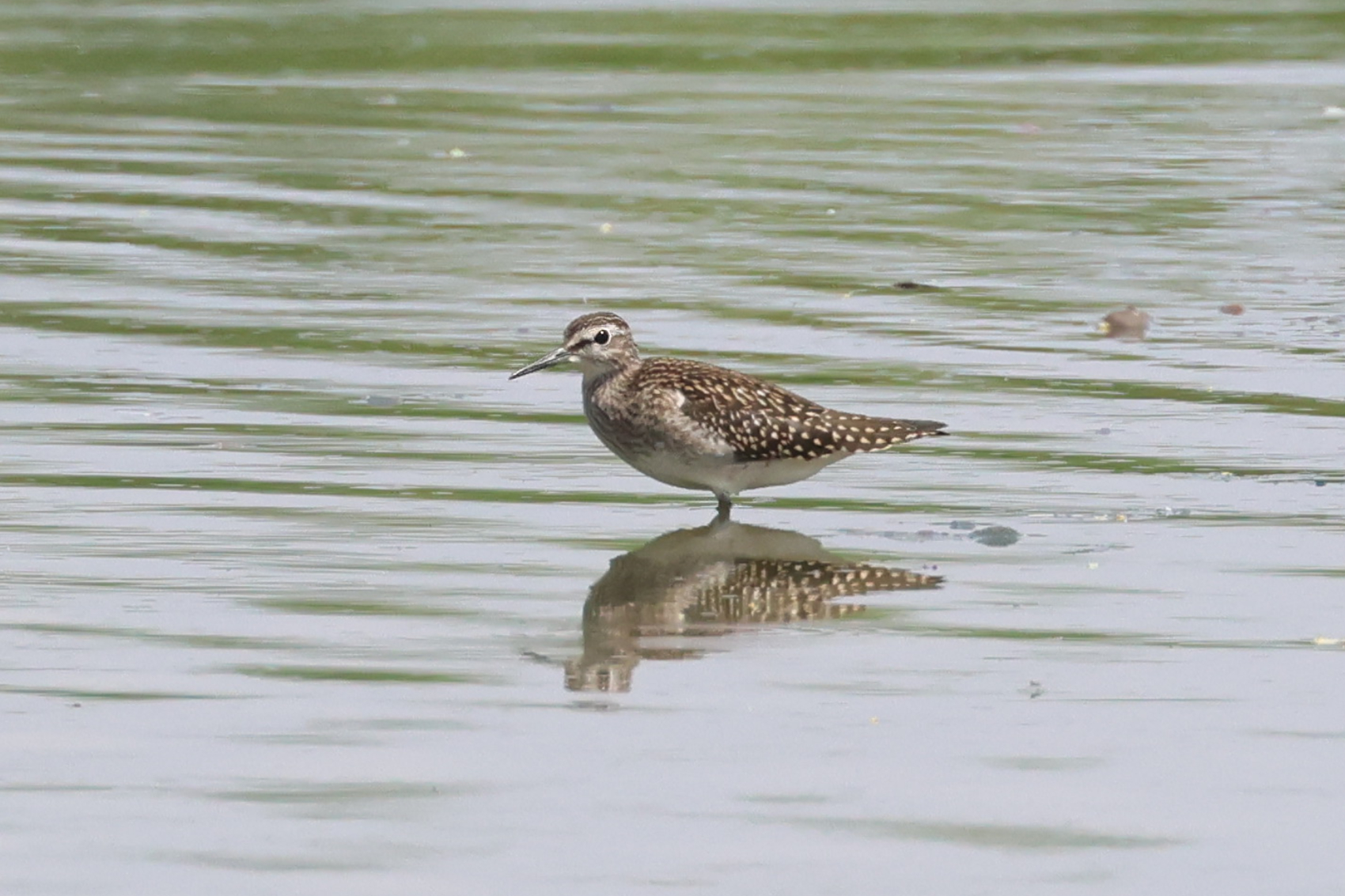Wood Sandpiper