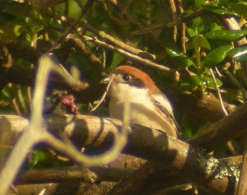 Woodchat Shrike