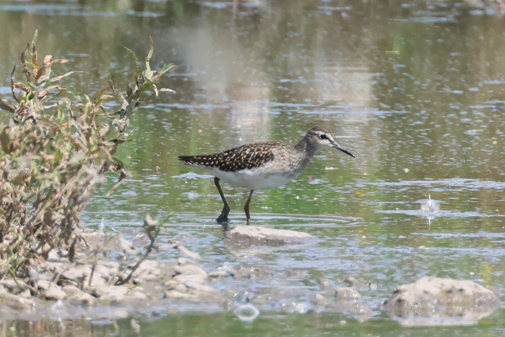 Wood Sandpiper