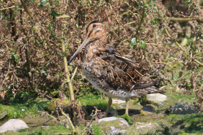 Snipe