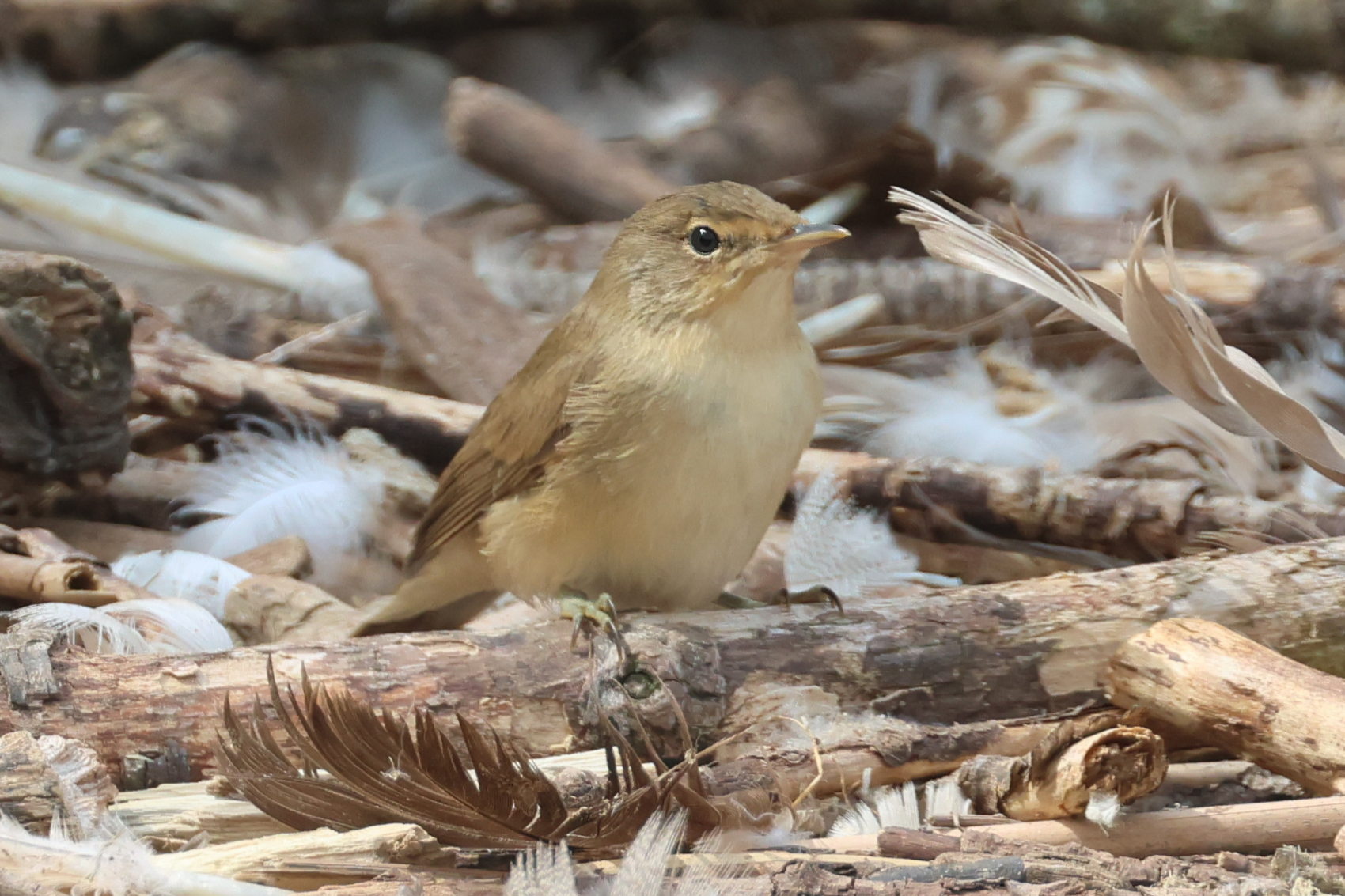 Reed Warbler