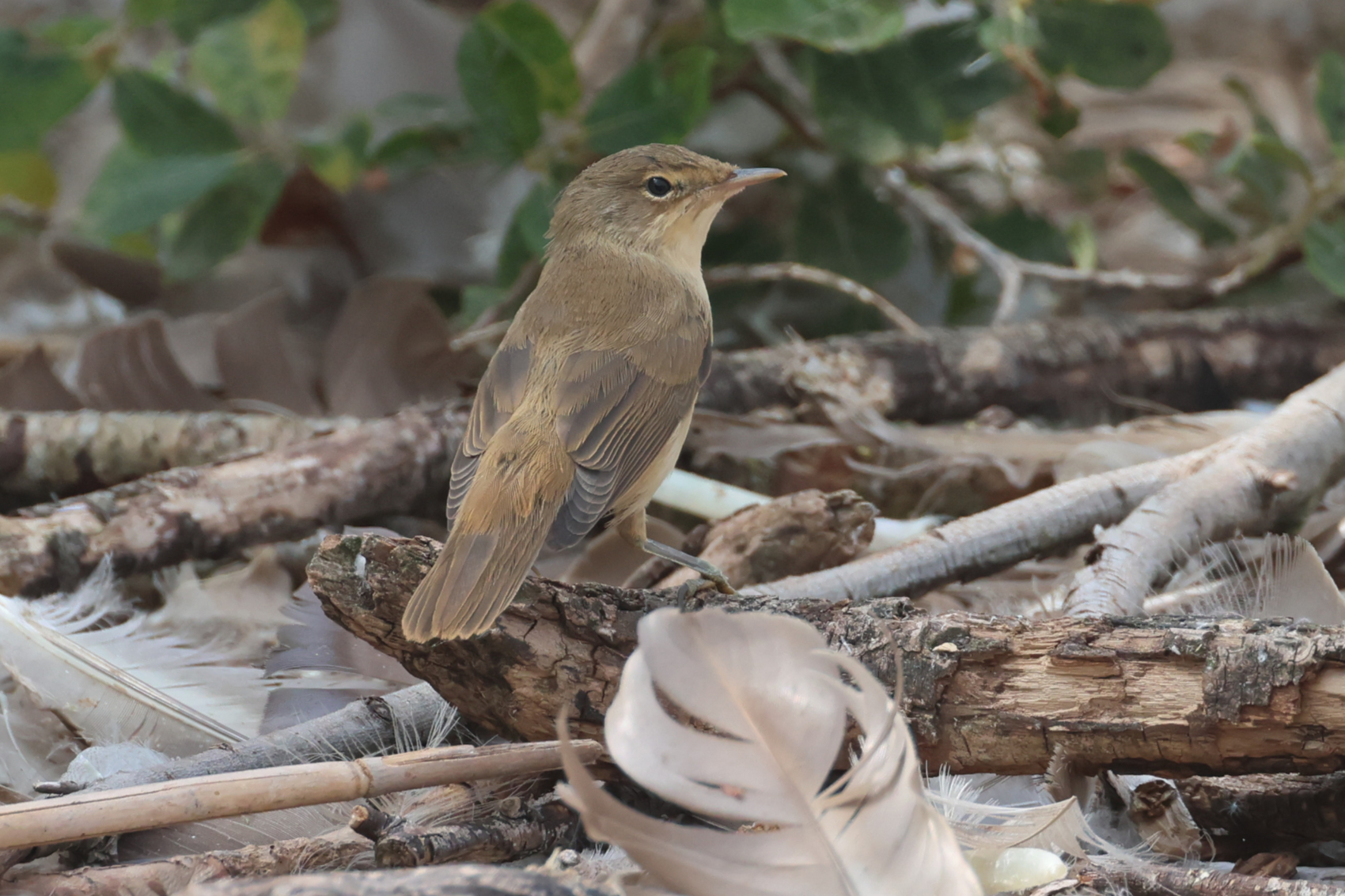 Reed Warbler