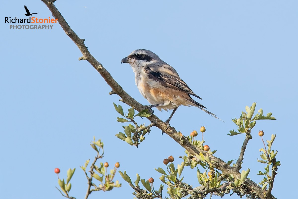 Long-tailed Shrike