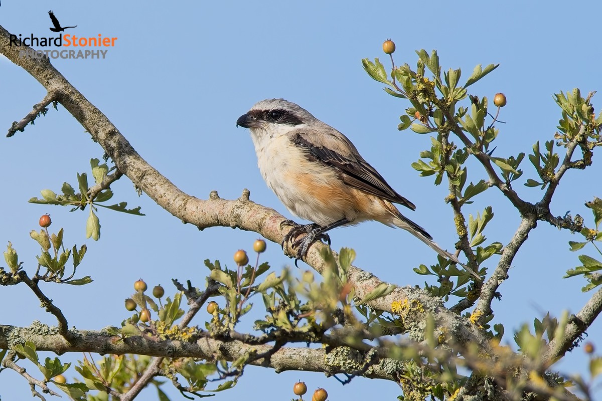 Long-tailed Shrike