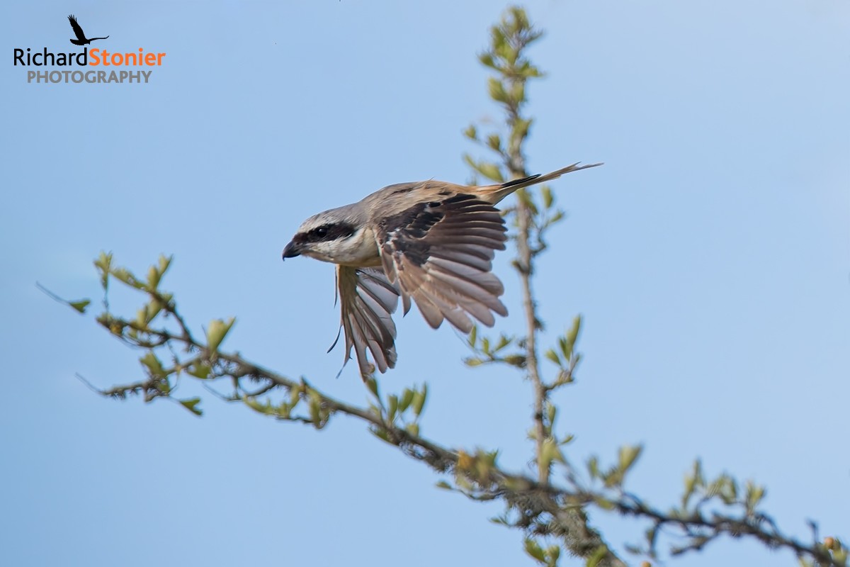 Long-tailed Shrike