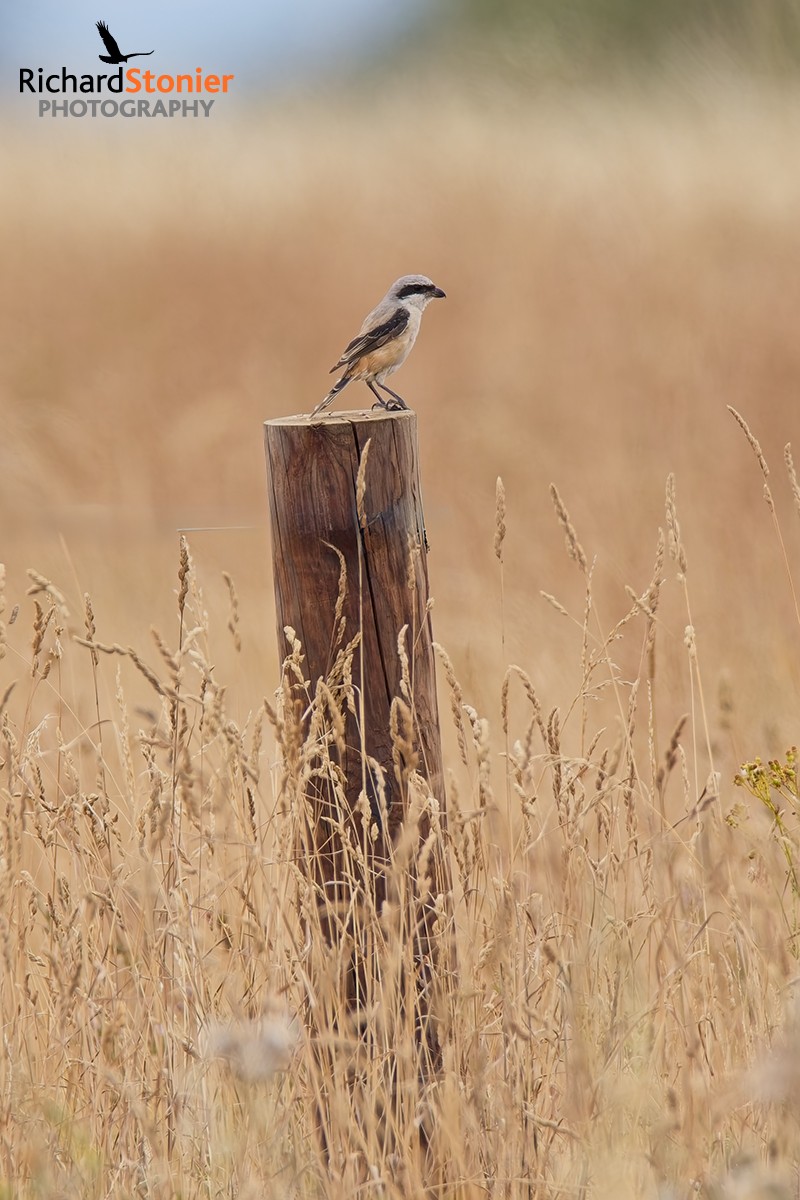 Long-tailed Shrike
