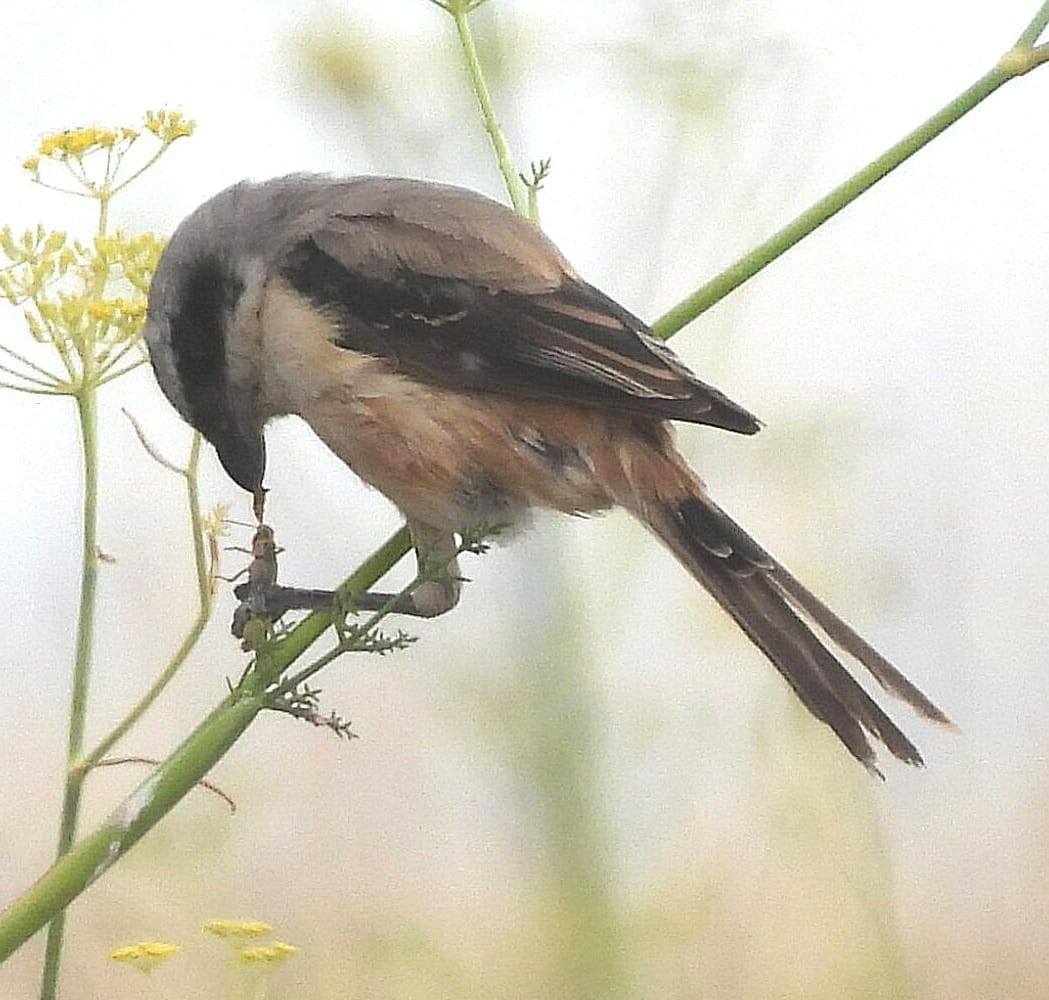 Long-tailed Shrike
