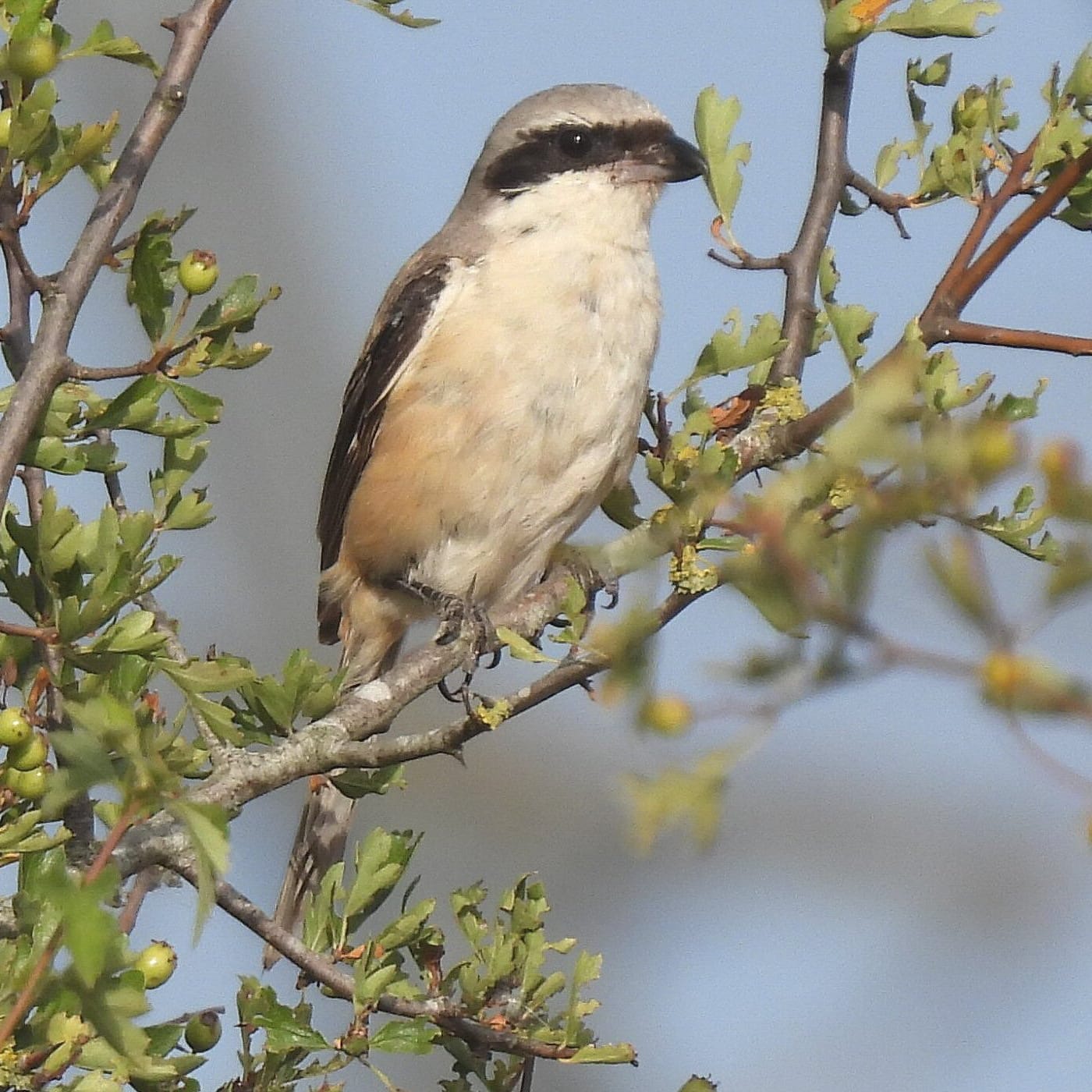 Long-tailed Shrike