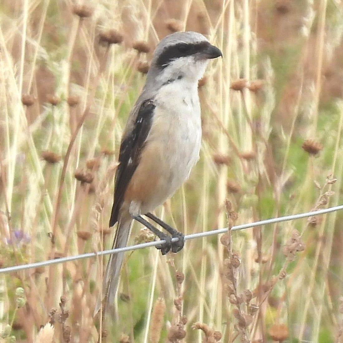 Long-tailed Shrike