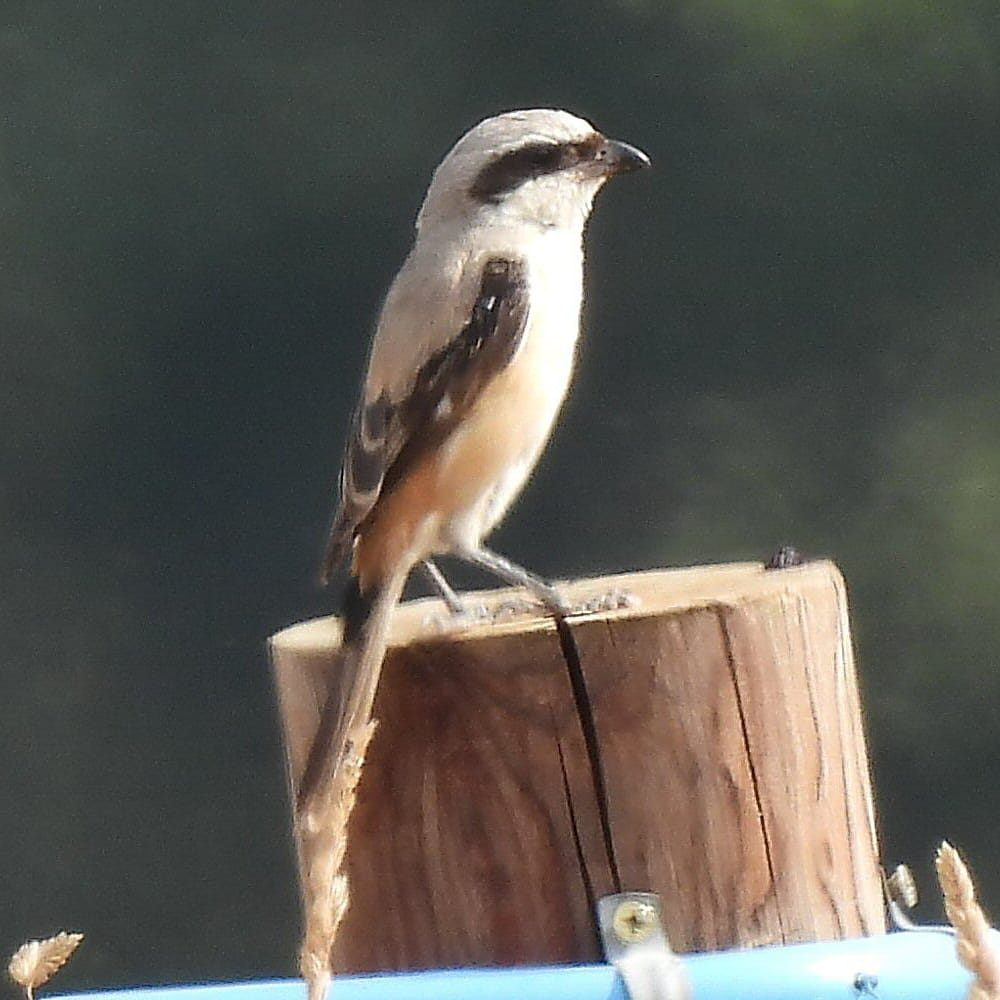 Long-tailed Shrike