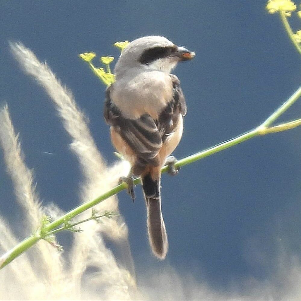 Long-tailed Shrike