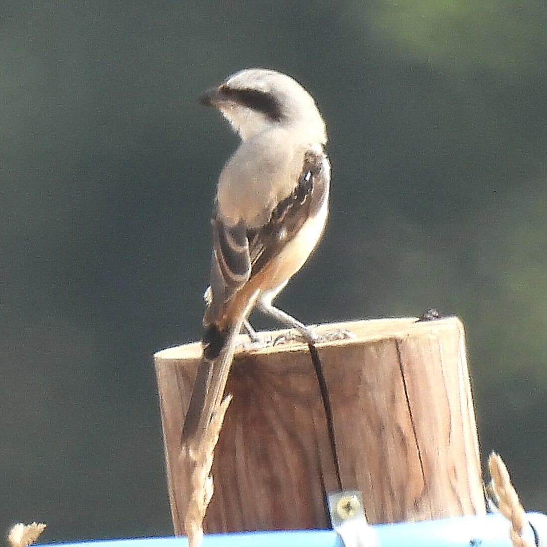 Long-tailed Shrike