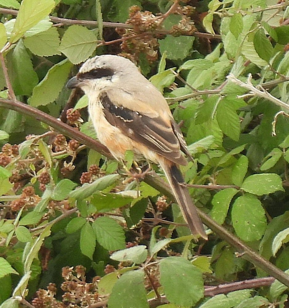 Long-tailed Shrike