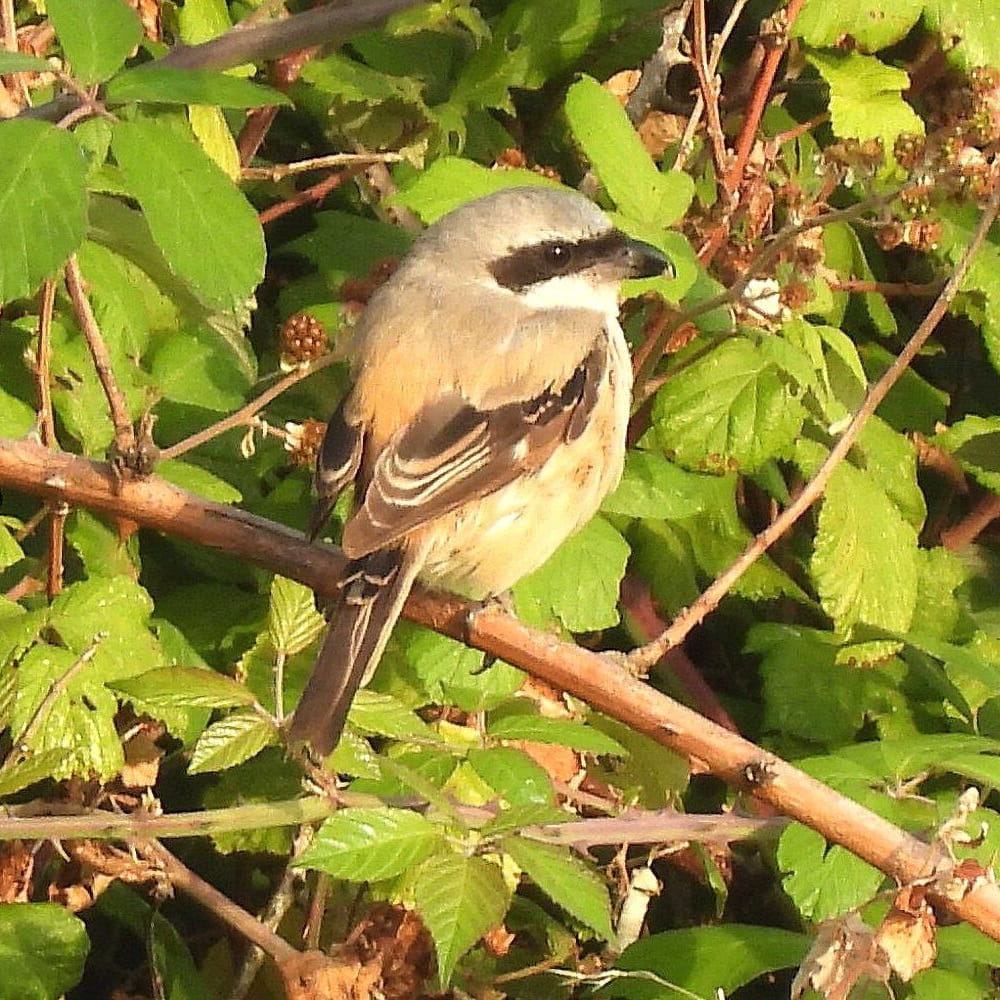 Long-tailed Shrike