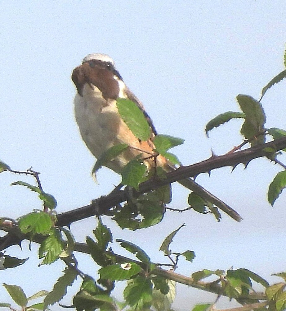 Long-tailed Shrike