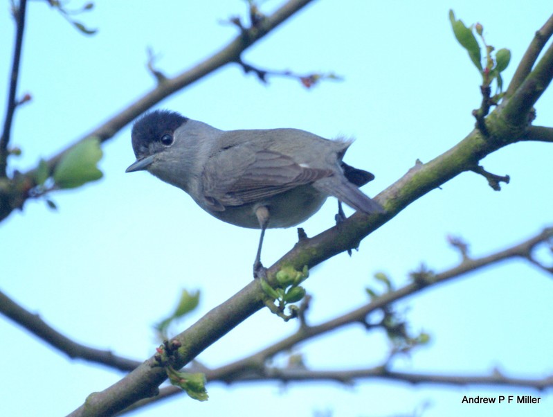 Blackcap