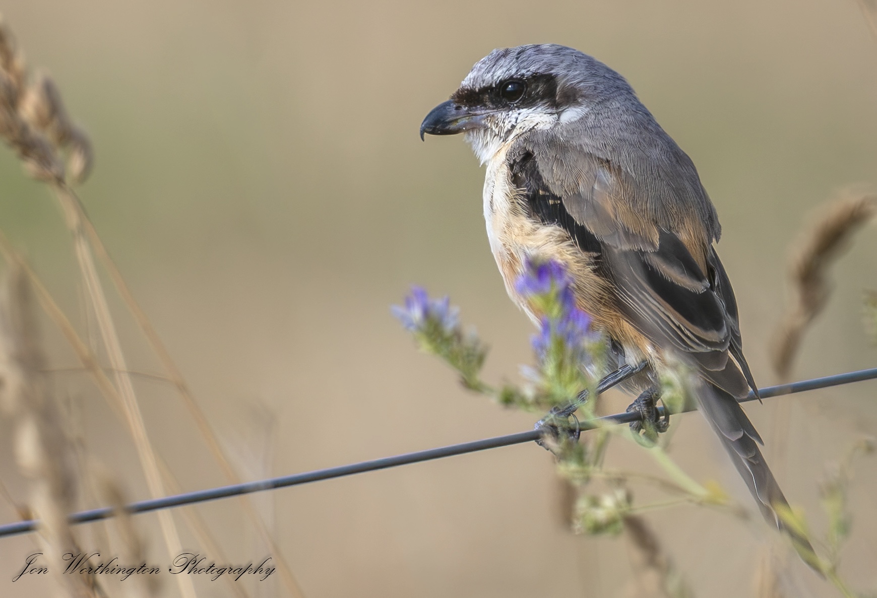 Long-tailed Shrike