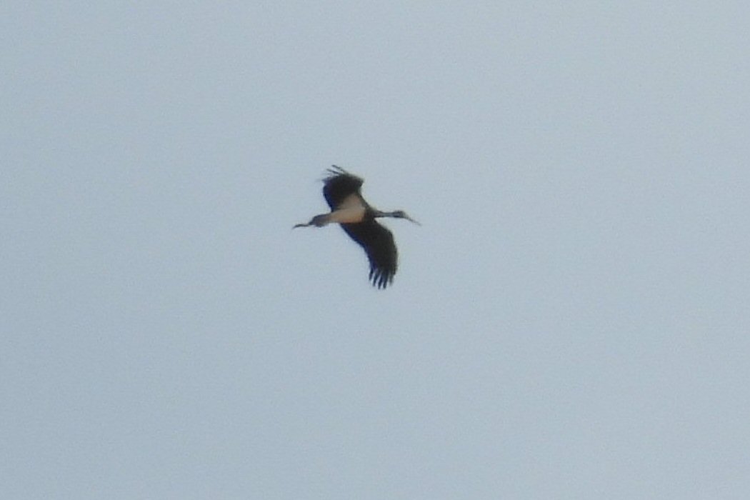 Black Stork