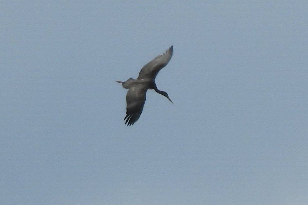 Black Stork