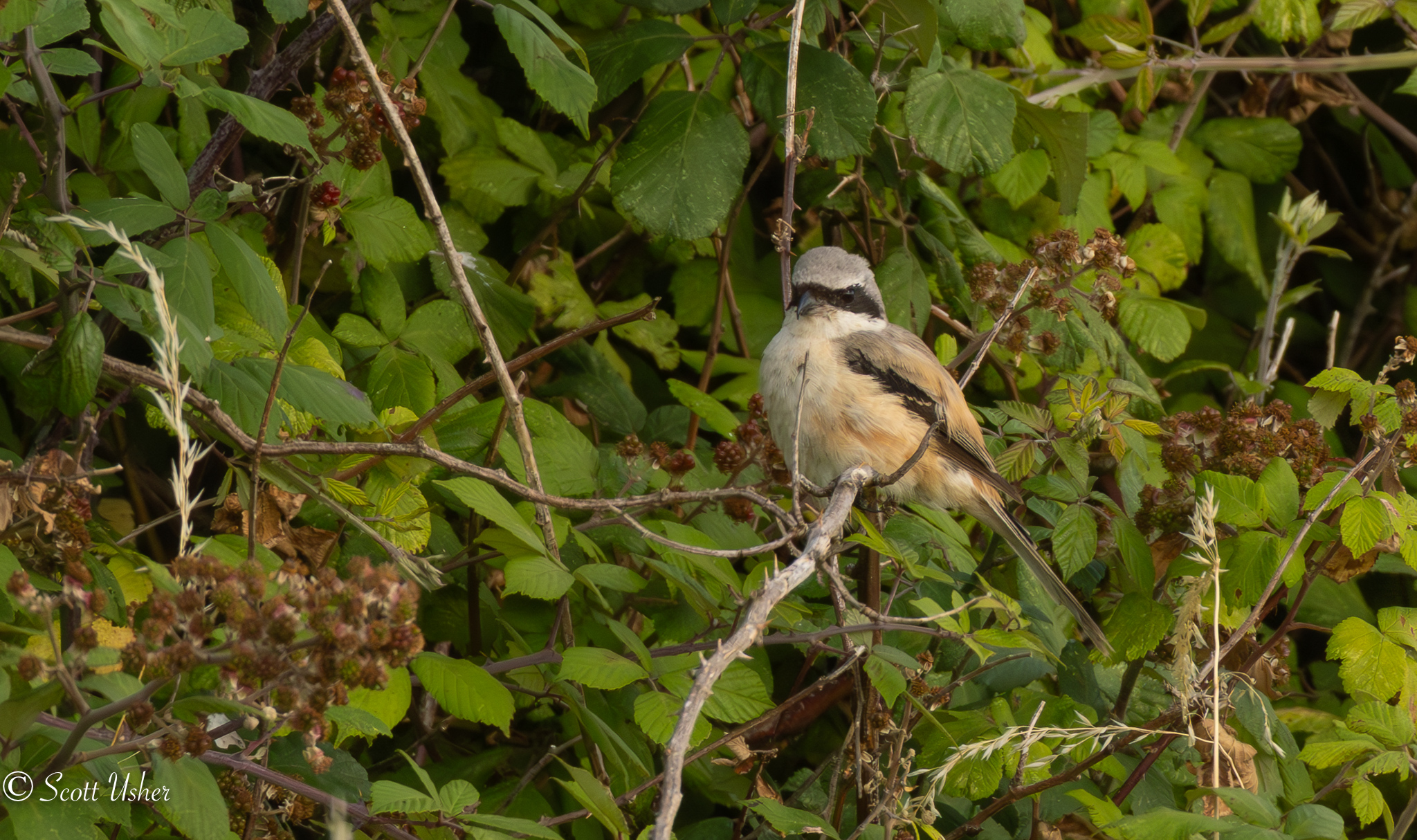 Long-tailed Shrike