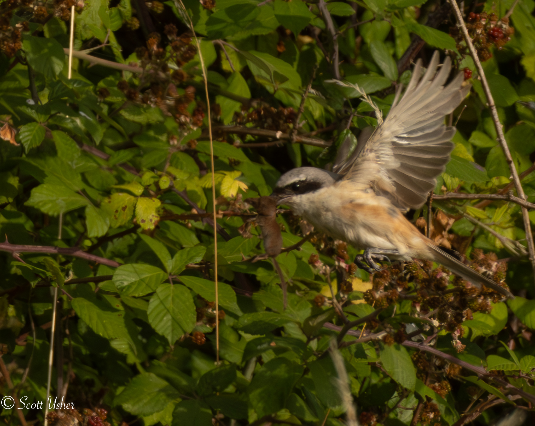 Long-tailed Shrike