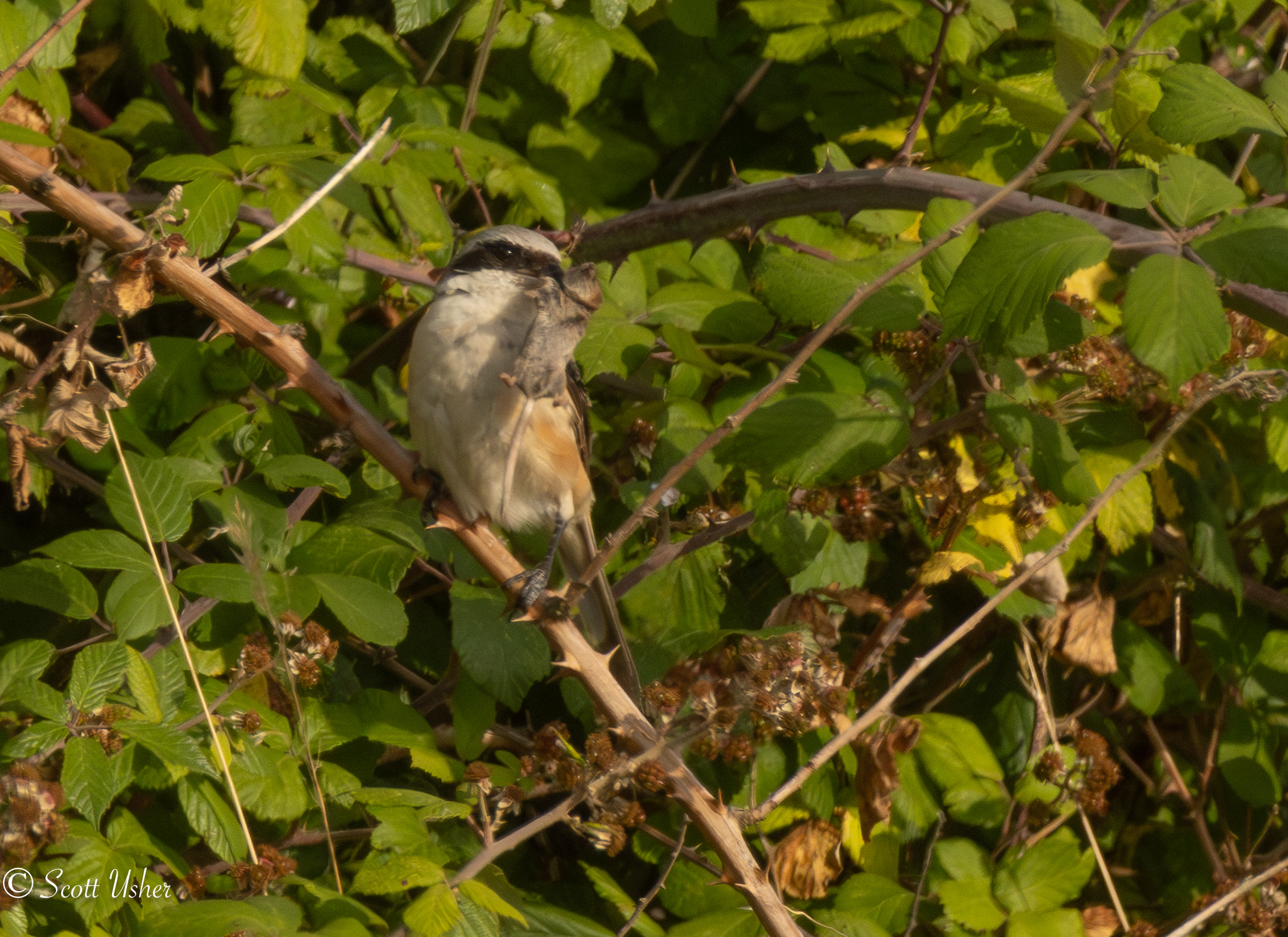Long-tailed Shrike 