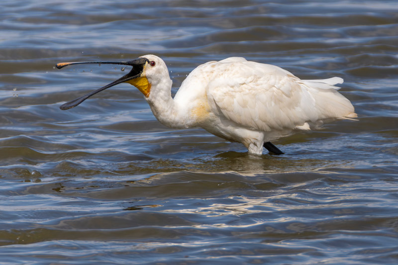 Spoonbill