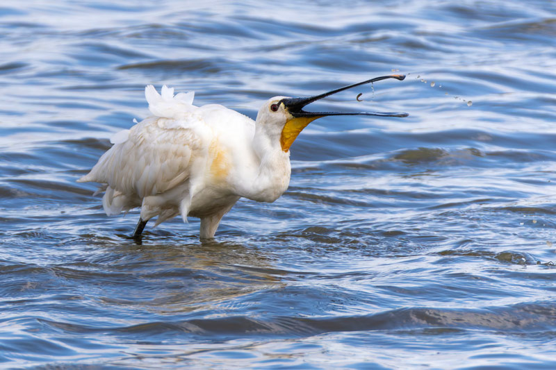Spoonbill