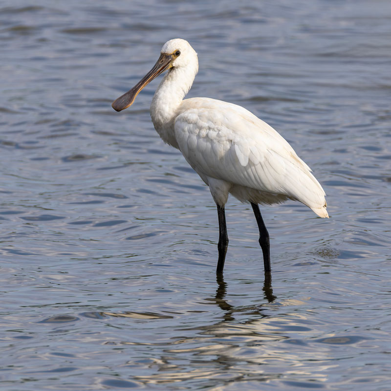 Spoonbill