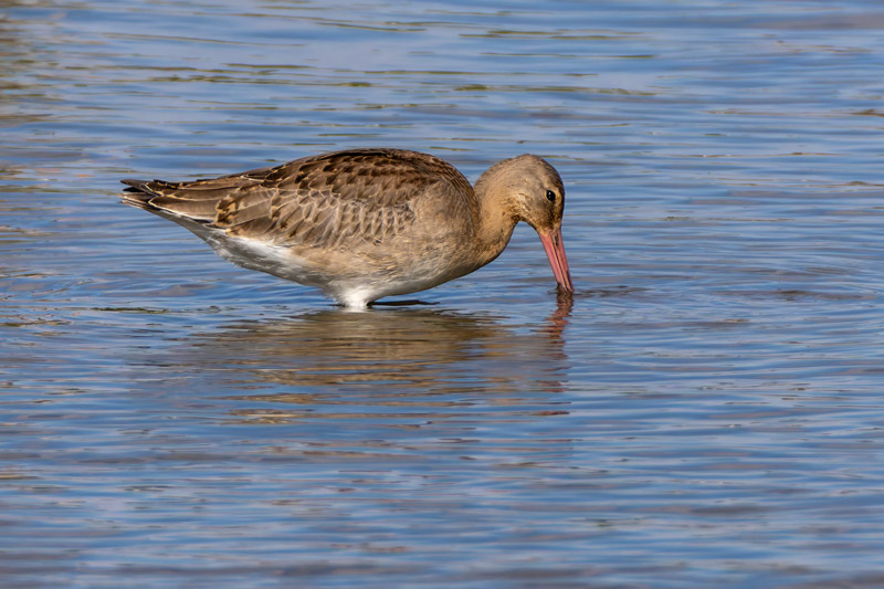 Continental Black-tailed Godwit