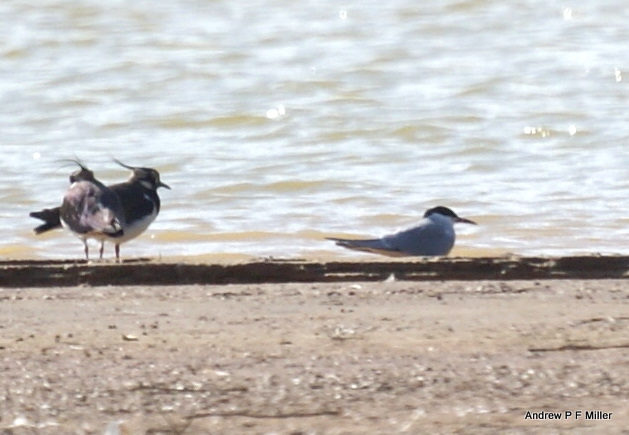 Common Tern