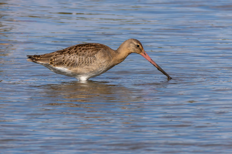 Continental Black-tailed Godwit