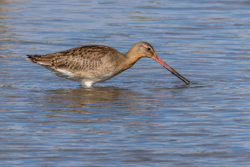 Continental Black-tailed Godwit