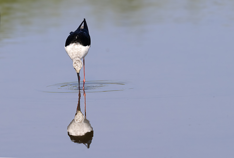 Black-winged Stilt