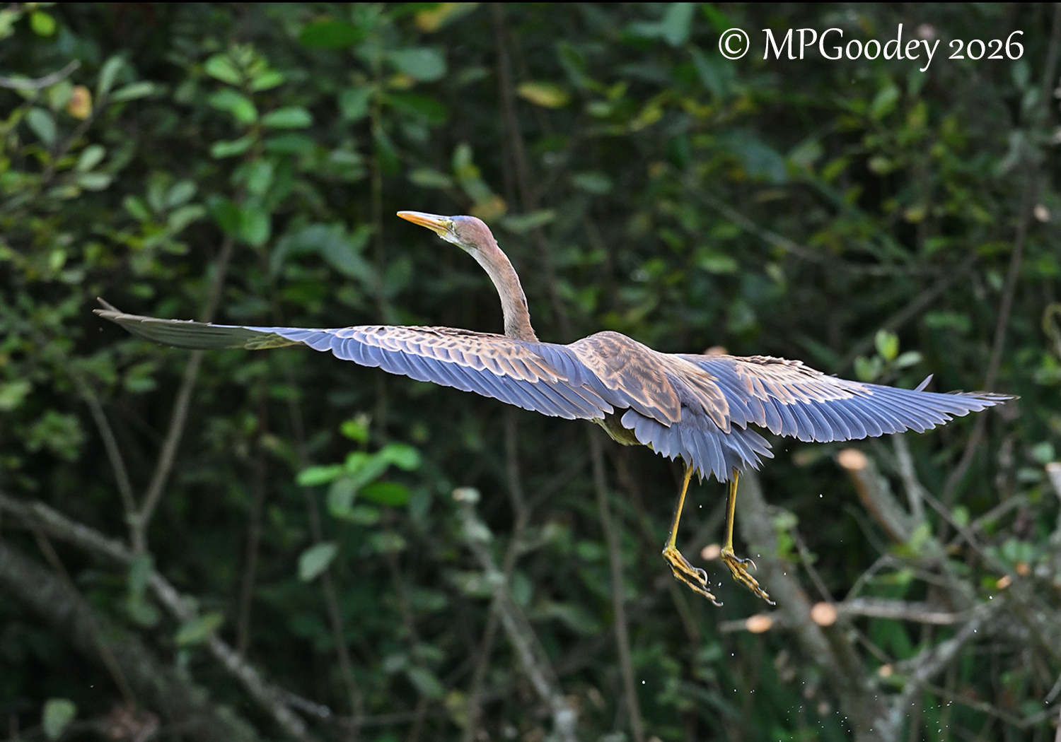 Purple Heron