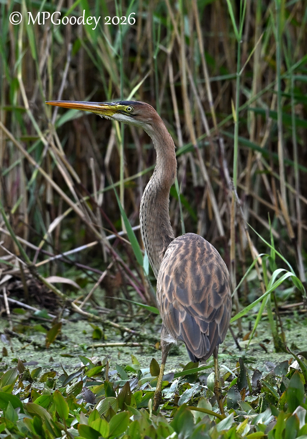 Purple Heron