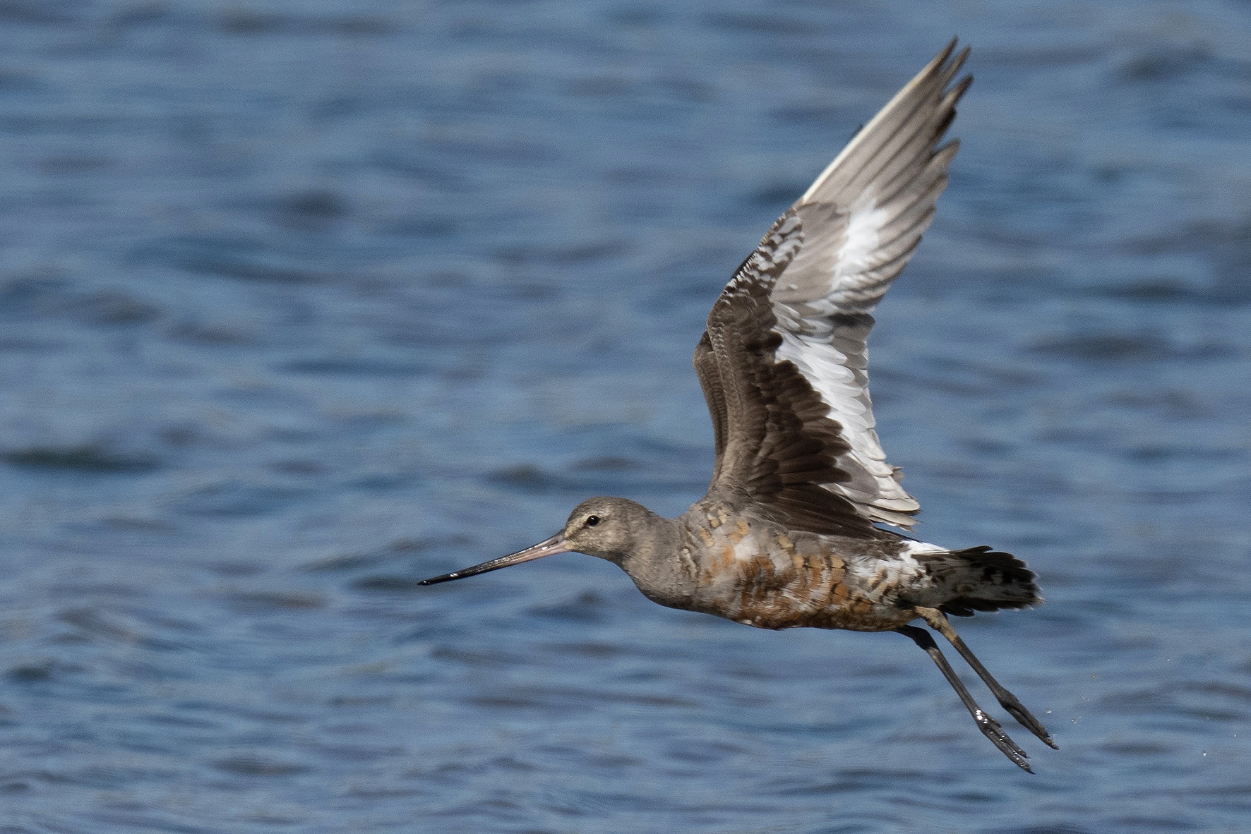 Hudsonian Godwit