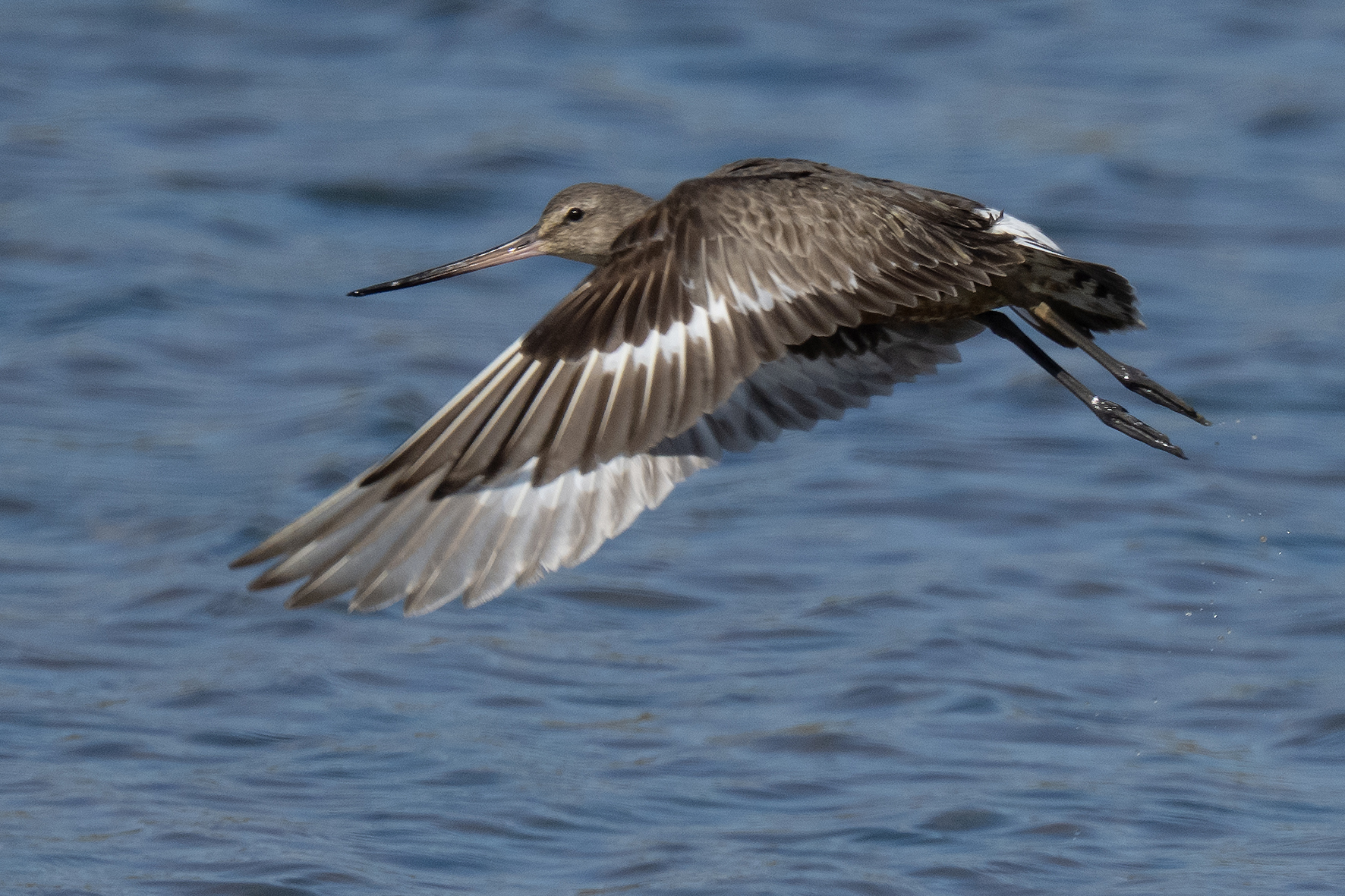 Hudsonian Godwit