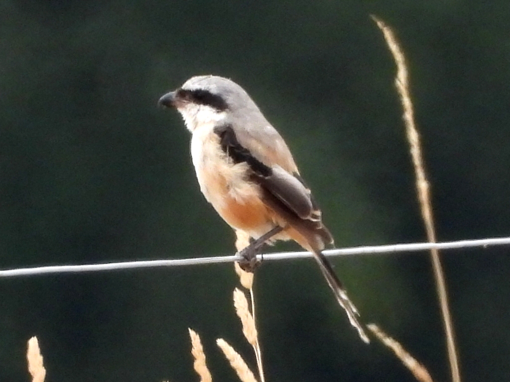 Long-tailed Shrike