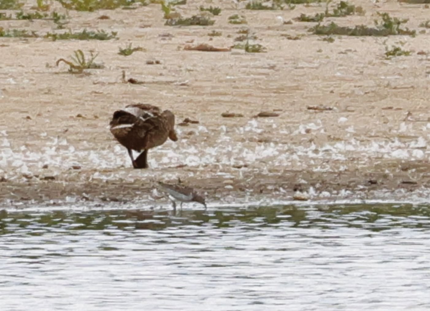 Pectoral Sandpiper