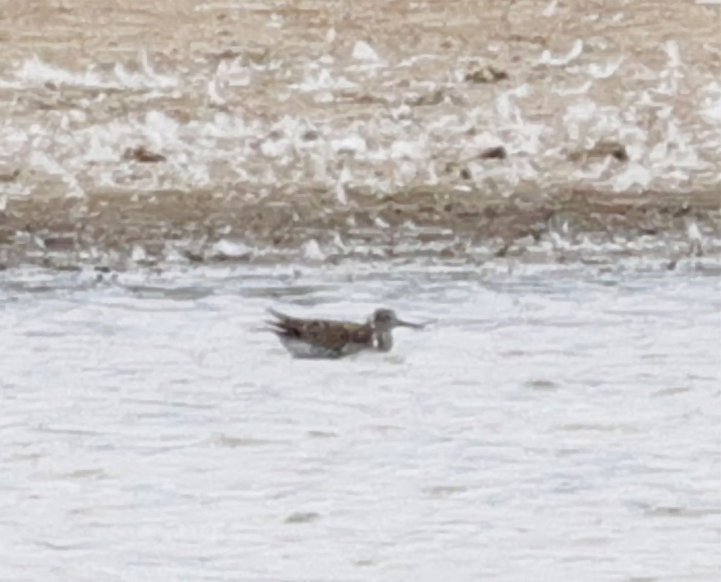 Pectoral Sandpiper