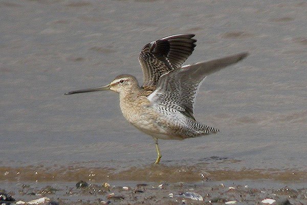 Long-billed Dowitcher
