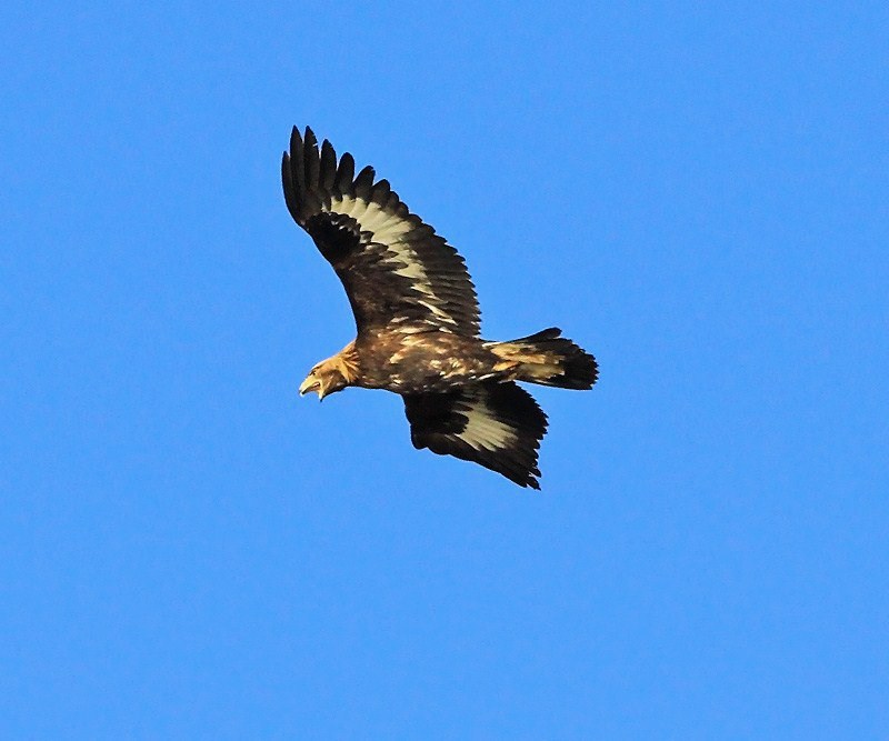 Golden Eagle